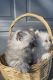 Persian Cats for sale in West Sacramento, CA, USA. price: $1,300