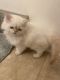 Persian Cats for sale in Cedar Rapids, IA, USA. price: $600