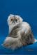 Persian Cats for sale in Siesta Key, FL 34242, USA. price: NA