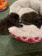 Persian Cats for sale in Panama, NY 14767, USA. price: NA