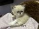 Persian Cats for sale in Arlington, TX, USA. price: $900