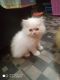 Persian Cats for sale in Lucknow, Uttar Pradesh, India. price: 8500 INR