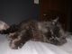 Persian Cats for sale in McHenry, IL, USA. price: NA