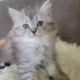 Persian Cats for sale in Moreno Valley, CA, USA. price: $700
