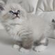 Persian Cats for sale in New York, NY, USA. price: $650