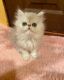 Persian Cats for sale in Syracuse, NY, USA. price: NA