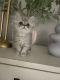 Persian Cats for sale in Virginia Beach, VA, USA. price: $1,050