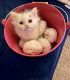 Persian Cats for sale in Indianapolis, IN 46227, USA. price: $900