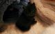 Persian Cats for sale in Weston, OH 43569, USA. price: $600