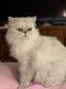 Persian Cats for sale in Palm Coast, FL 32137, USA. price: NA