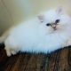 Persian Cats for sale in Muscle Shoals, AL 35662, USA. price: $550