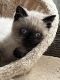 Persian Cats for sale in NM-556, Albuquerque, NM, USA. price: $400