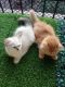 Persian Cats for sale in Thane West, Thane, Maharashtra, India. price: 15000 INR