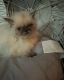 Persian Cats for sale in Tulsa, OK, USA. price: $950