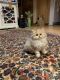 Persian Cats for sale in Chattanooga, TN, USA. price: $575