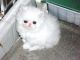 Persian Cats for sale in 24701 Hallwood Ct, Farmington Hills, MI 48335, USA. price: $500