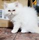 Persian Cats for sale in Muscle Shoals, AL 35662, USA. price: $450