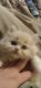 Persian Cats for sale in Louisville, KY, USA. price: $500