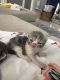 Persian Cats for sale in Fort Myers, FL 33908, USA. price: $1,250
