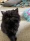 Persian Cats for sale in Avon, IN 46123, USA. price: $650