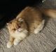 Persian Cats for sale in Irvine, CA, USA. price: NA