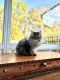 Persian Cats for sale in Salisbury, NC, USA. price: $1,000