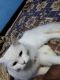 Persian Cats for sale in Moosapet, Hyderabad, Telangana, India. price: NA