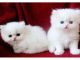 Persian Cats for sale in Alabama Ave, Brooklyn, NY 11207, USA. price: NA