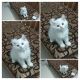 Persian Cats for sale in Narepally, Secunderabad, Telangana, India. price: 8000 INR