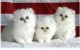 Persian Cats for sale in Daytona Beach, FL, USA. price: $700