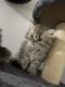 Persian Cats for sale in Rehoboth Beach, DE, USA. price: NA