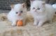 Persian Cats for sale in Daytona Beach, FL, USA. price: NA