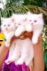 Persian Cats for sale in Mumbai, Maharashtra, India. price: 3,500 INR