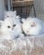 Persian Cats for sale in Florida A1A, Miami Beach, FL, USA. price: $700