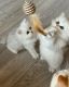 Persian Cats for sale in Florida A1A, Miami Beach, FL, USA. price: NA