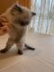 Persian Cats for sale in 2055 N Berry St, Westland, MI 48185, USA. price: $600