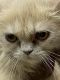 Persian Cats for sale in Thrissur, Kerala, India. price: 6000 INR