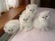 Persian Cats for sale in Atlanta, GA, USA. price: $850