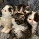 Persian Cats for sale in Atlanta, GA, USA. price: $800