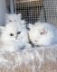 Persian Cats for sale in Orlando, FL, USA. price: $700