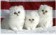 Persian Cats for sale in Orlando, FL, USA. price: $890