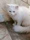 Persian Cats for sale in Hyderabad, Telangana, India. price: 8000 INR