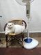 Persian Cats for sale in Chennai, Tamil Nadu, India. price: 5000 INR