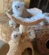 Persian Cats for sale in Florida Mall Ave, Orlando, FL 32809, USA. price: $800