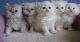 Persian Cats for sale in Florida Mall Ave, Orlando, FL 32809, USA. price: $900