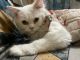 Persian Cats for sale in Lucknow, Uttar Pradesh, India. price: 5000 INR