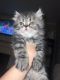 Persian Cats for sale in Kansas City, MO, USA. price: $400