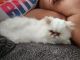 Persian Cats for sale in North Fort Myers, FL, USA. price: NA