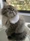 Persian Cats for sale in Orlando, FL 32819, USA. price: $1,300