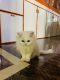 Persian Cats for sale in Kasaragod, Kerala, India. price: 7000 INR